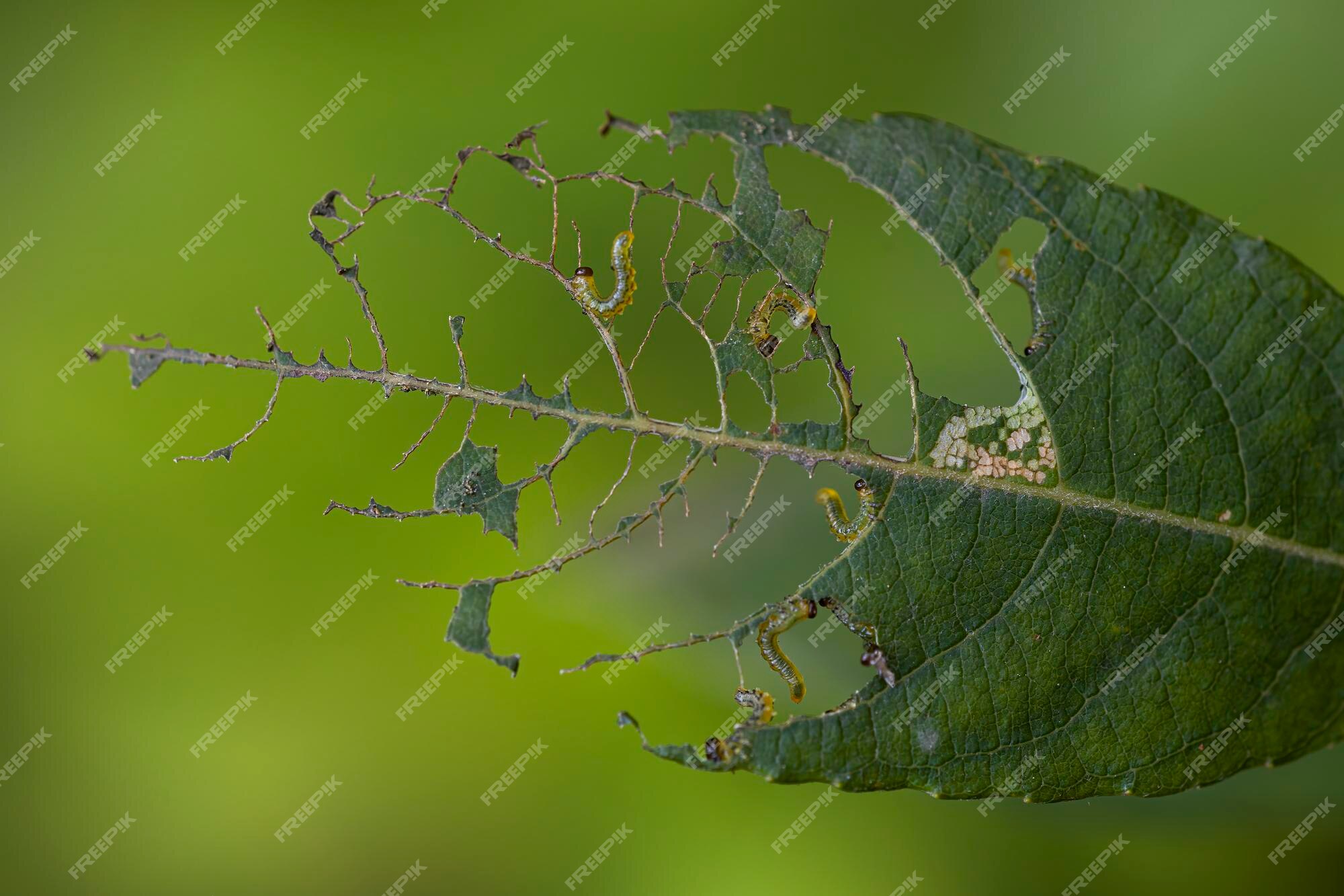 Foto: Lagarta verde dos toras de Arachides que munching em uma folha