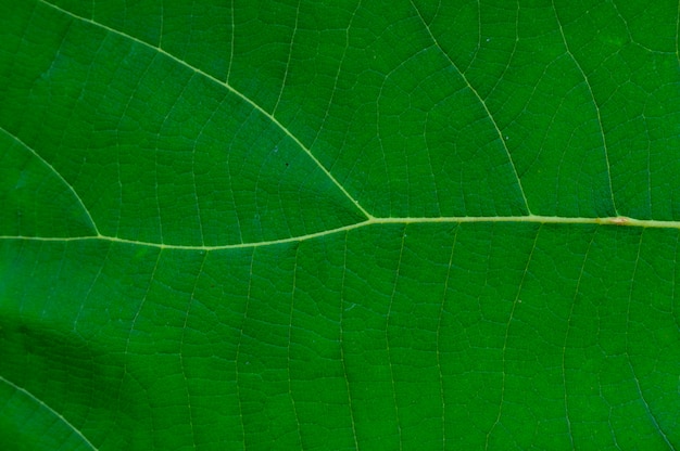 folha verde como pano de fundo