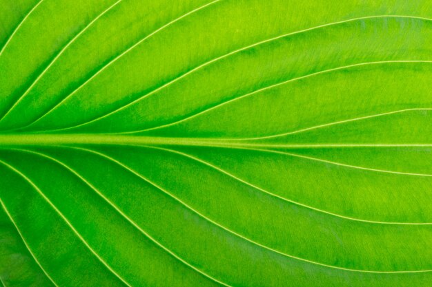 Folha verde como pano de fundo