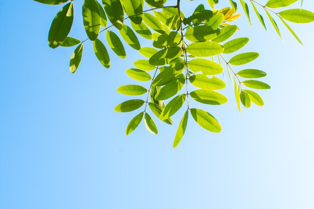 folha verde da árvore com luz do sol no céu