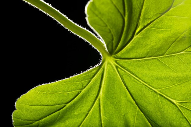 Folha verde da árvore de perto