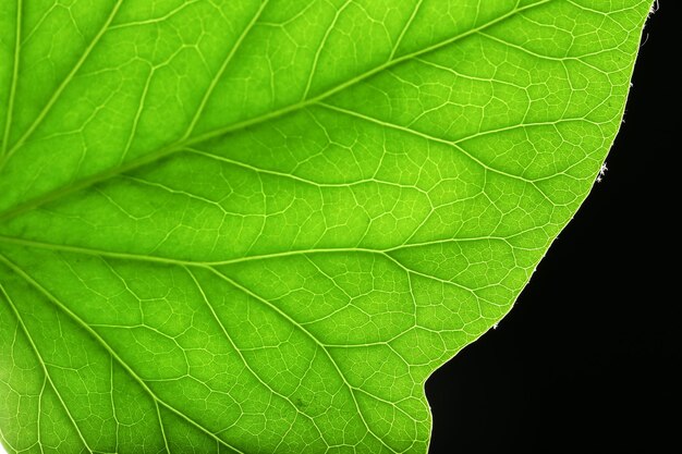 Folha verde da árvore de perto