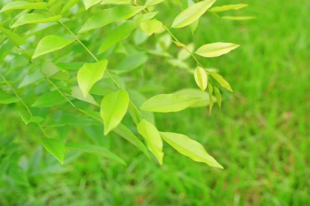 Folha verde da árvore no fundo borrado no parque com espaço da cópia e teste padrão limpo.