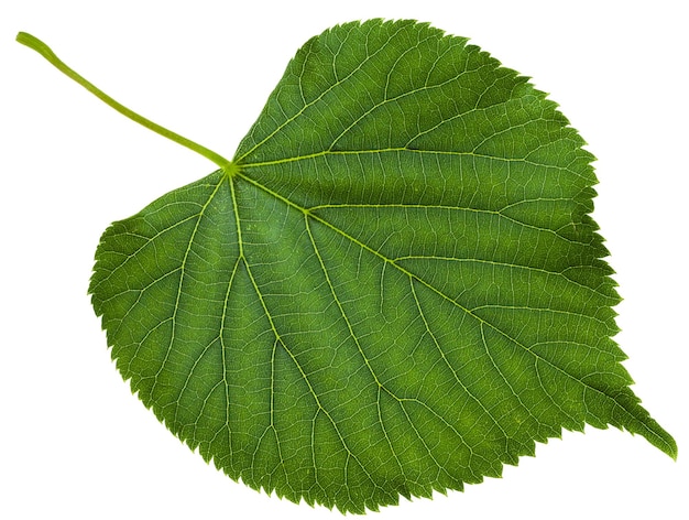 Foto folha verde da árvore tilia platyphyllos isolada