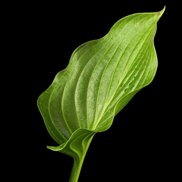 Folha verde da flor Hosta também família Funkia de Asparagus lat Asparagales em fundo preto