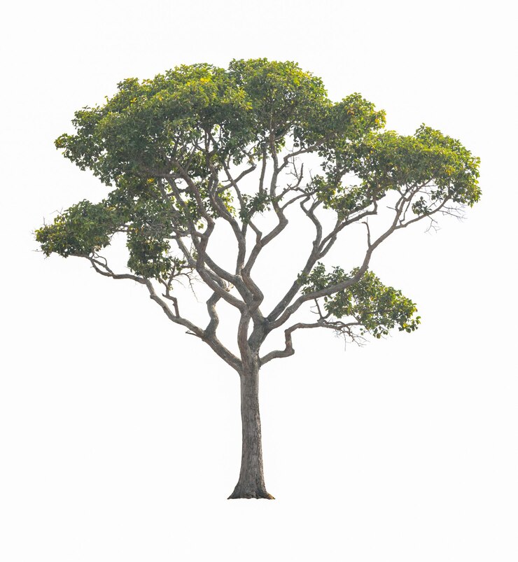 Folha verde da haste da planta da árvore natural isolada em um fundo branco
