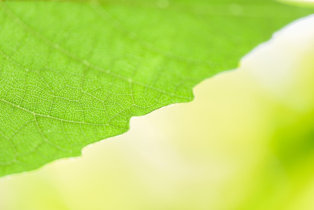 Foto folha verde da natureza abstrata na árvore bonita com foco macio da luz solar e borrão verde / feche acima das folhas no jardim do verão