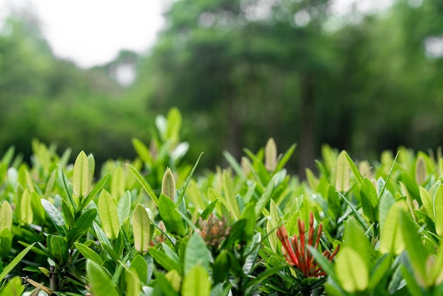 Folha verde da natureza no jardim no verão Folhas verdes naturais plantas para fundo