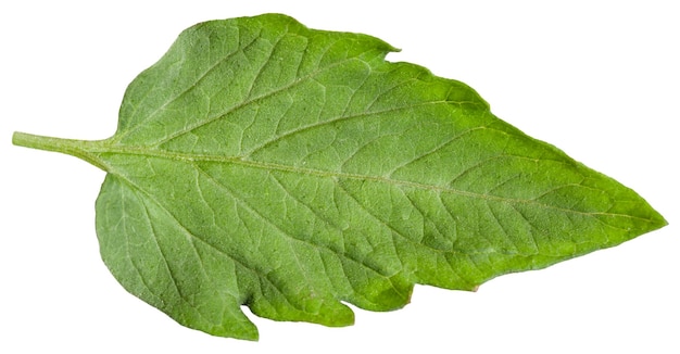 Folha verde da planta de tomate isolada em branco