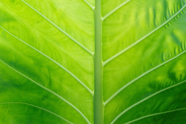 Folha verde da textura do Colocasia para o fundo