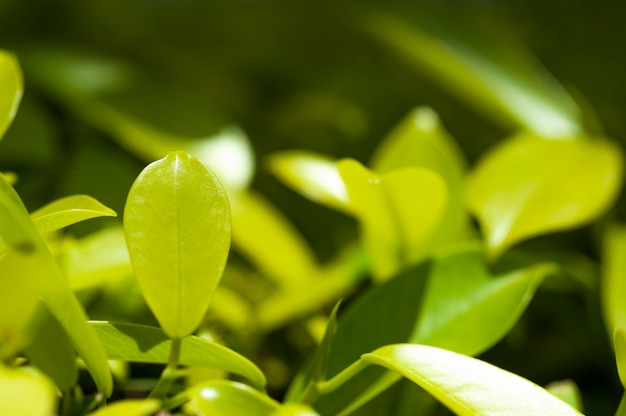 Foto folha verde de beleza em desfocar o fundo