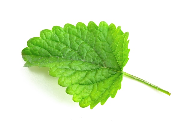 Folha verde de erva-cidreira fresca em um fundo branco