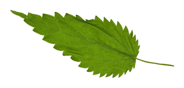 Folha verde de grama de urtiga isolada