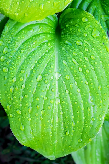 Folha verde de hosta com gotas de orvalho