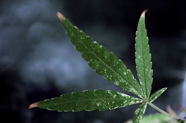 Folha verde de maconha com um fundo preto.