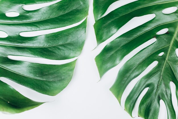 Folha verde de monstera em fundo branco isolado