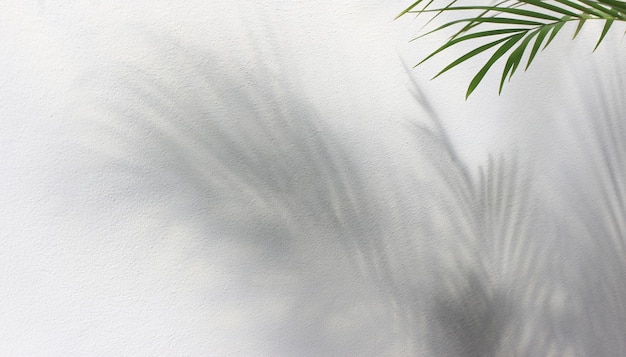 folha verde de palmeira com sombra em fundo branco