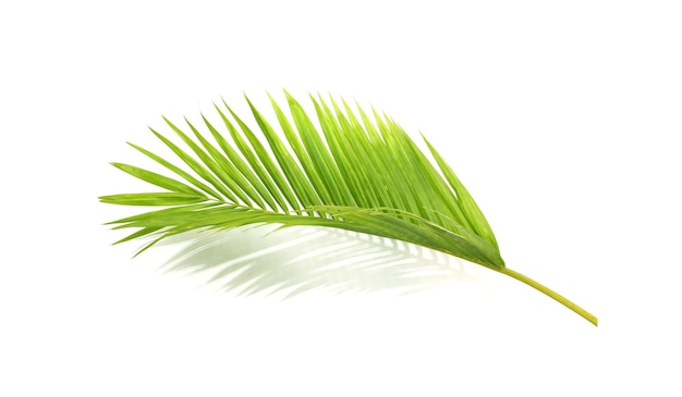 Folha verde de palmeira em fundo branco
