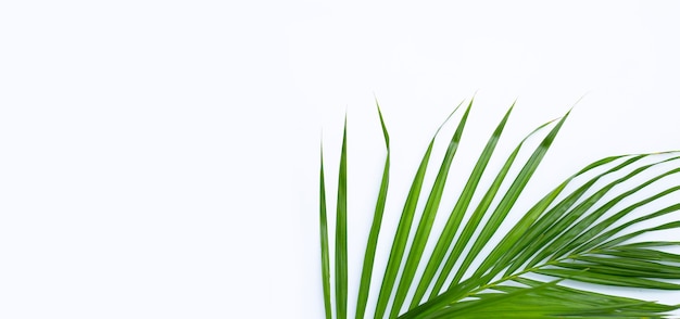 Folha verde de palmeira em fundo branco.