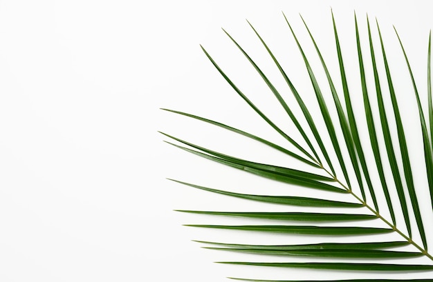 Folha verde de palmeira em um fundo branco. Vista de cima, copie o espaço