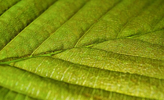 Folha verde de uma árvore de perto