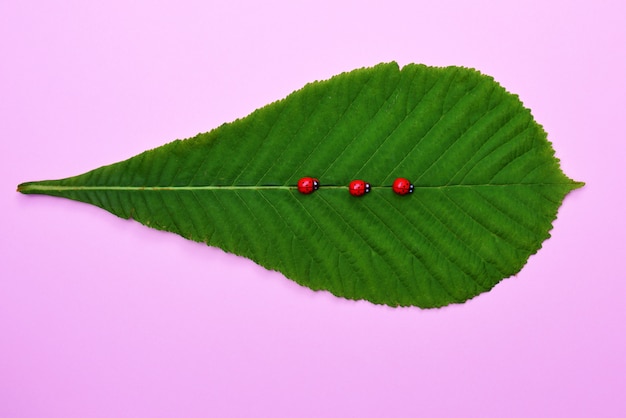Foto folha verde de uma castanha e três joaninhas em rosa