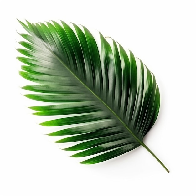 Folha verde de uma palmeira isolada no conteúdo gerado por IA de fundo branco