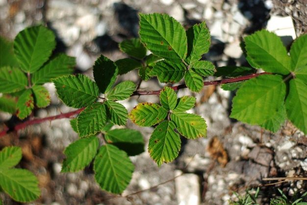 Folha verde de uma planta que cresce no verão Fundo de textura de folha de planta