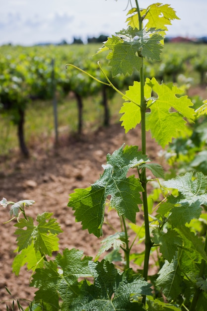 Folha verde de uvas