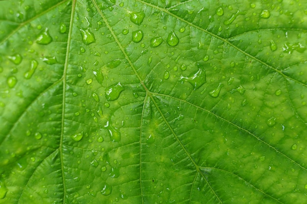 Folha verde depois de gotas de chuva e água. Fundo verde.