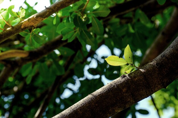 Folha verde e filial na floresta