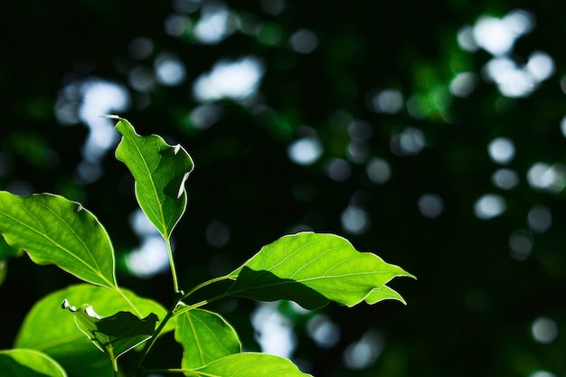 Folha verde e filial na floresta