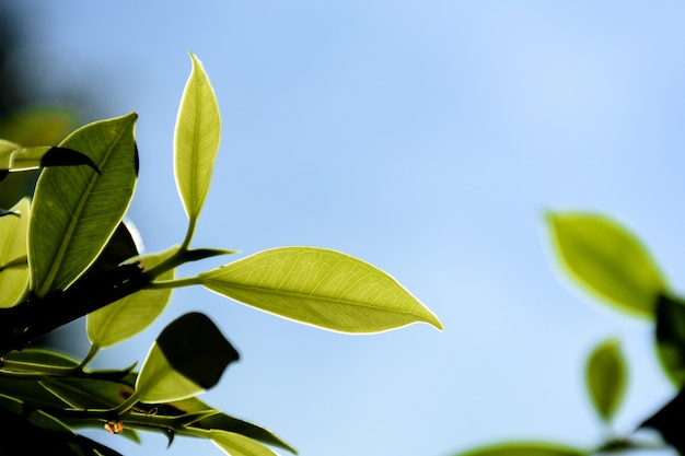 Folha verde e filial na floresta