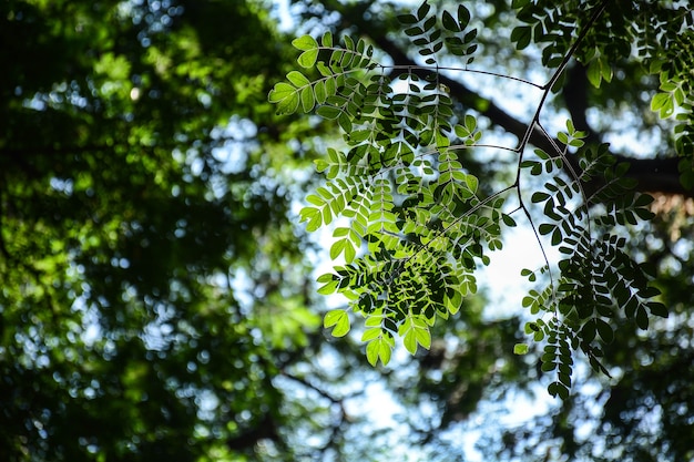 Folha verde e filial na floresta