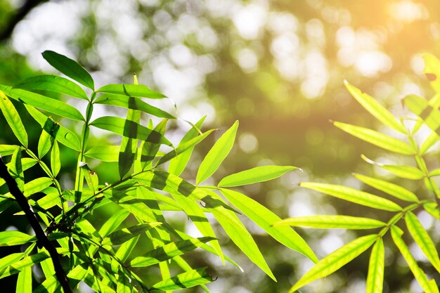 Folha verde e fundo de natureza brilhante