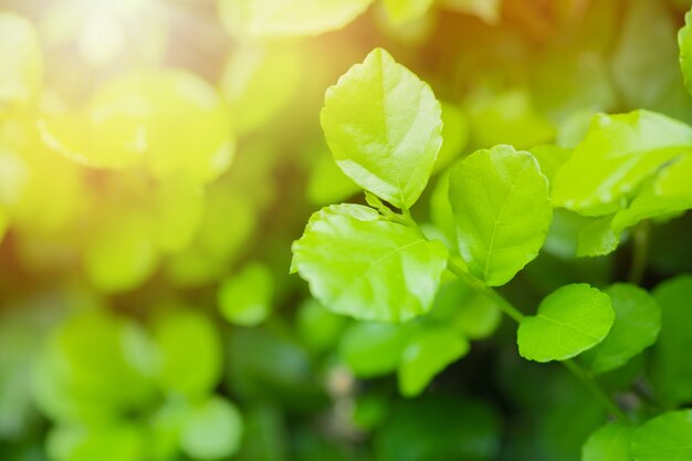 Folha verde e luz solar do close up no jardim no fundo borrado.