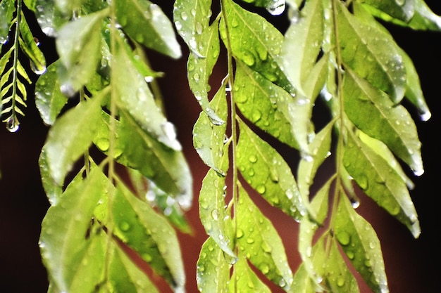 Folha verde em close-up foto depois da chuva parar no jardim