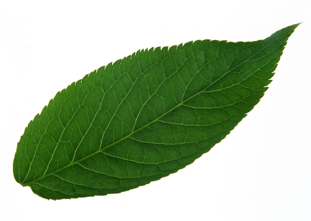 Folha verde em close-up