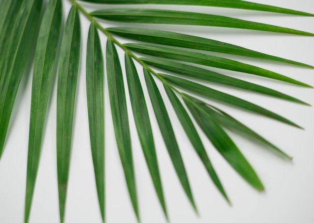 Foto folha verde em fundo branco