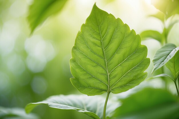 Folha verde em fundo de vegetação desfocadaBela textura de folha à luz solarFonte de plantas verdes naturaisEcologia da paisagemVisão de natureza em close-up com espaço livre para textoFonte verde natural