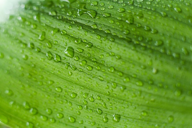 Folha verde em gotas de água
