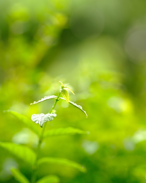 Folha verde, em, plantação