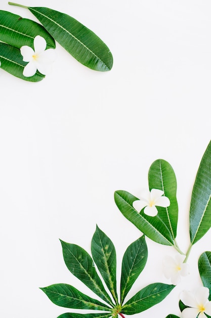 Folha verde em um branco