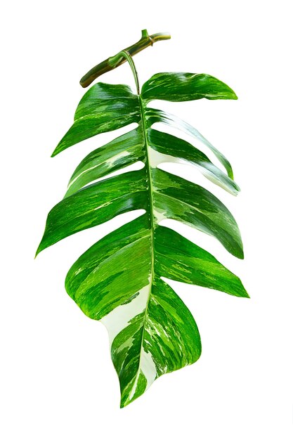 Folha verde Epipremnum pinnatum em fundo branco, plantas de folhagem tropical real, plantas variadas.