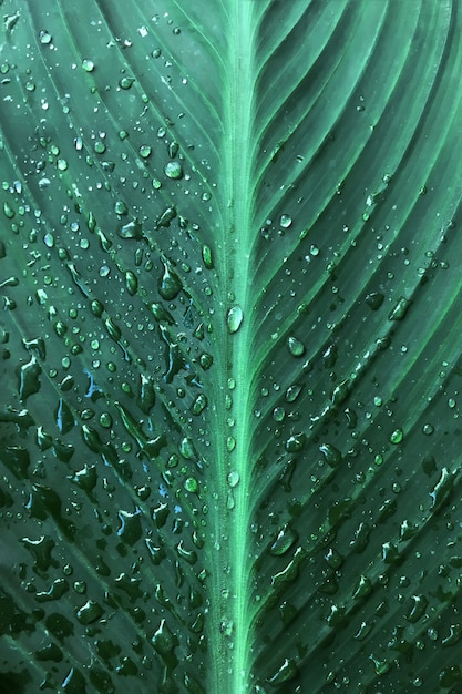 Folha verde escura bonita com gotas de água