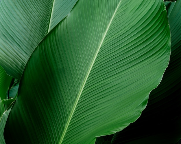 Folha verde escura na natureza da selva tropical