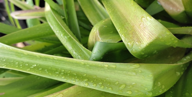 Folha verde, foto de flores e vegetais