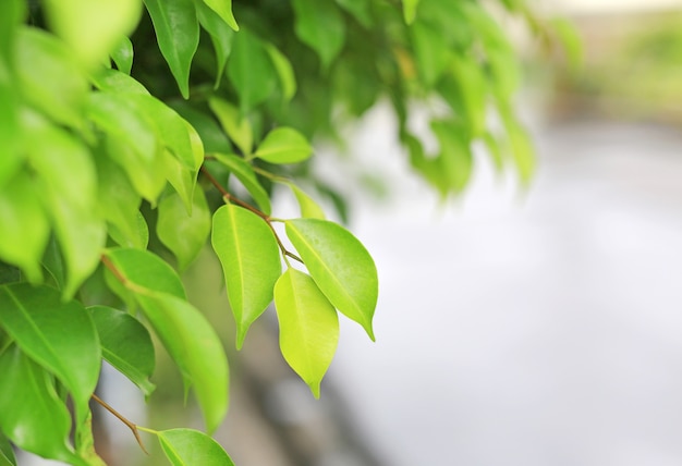 Folha verde fresca da árvore no fundo borrado no jardim do verão. Natureza de close-up deixa no campo