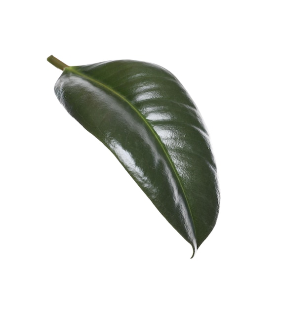 Folha verde fresca da planta Ficus elastica isolada em branco