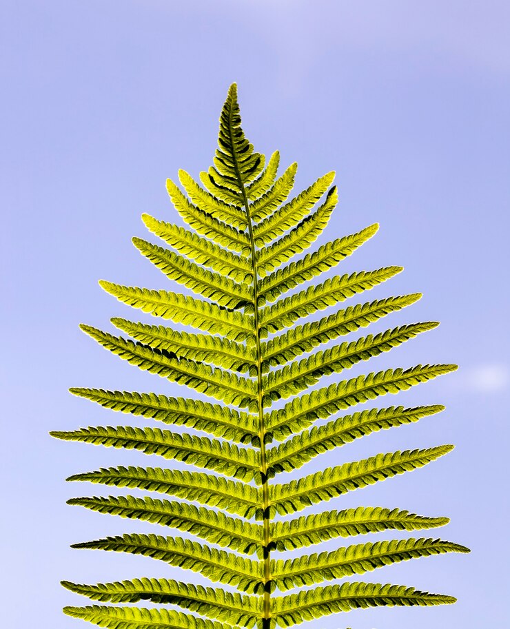 folha verde fresca de uma samambaia